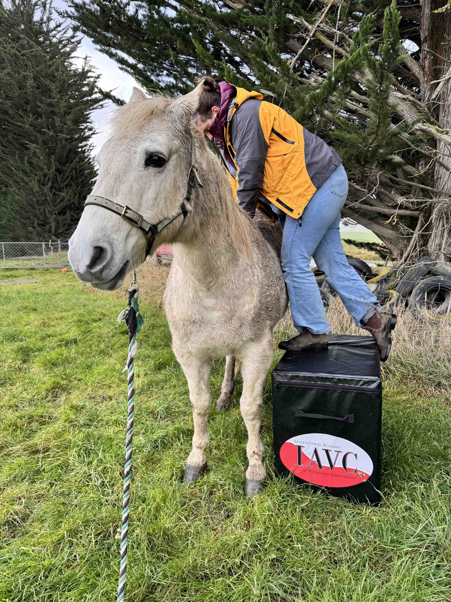 Horse Chiro Aidan